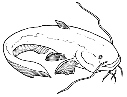 pesce_siluro_da_colorare.gif